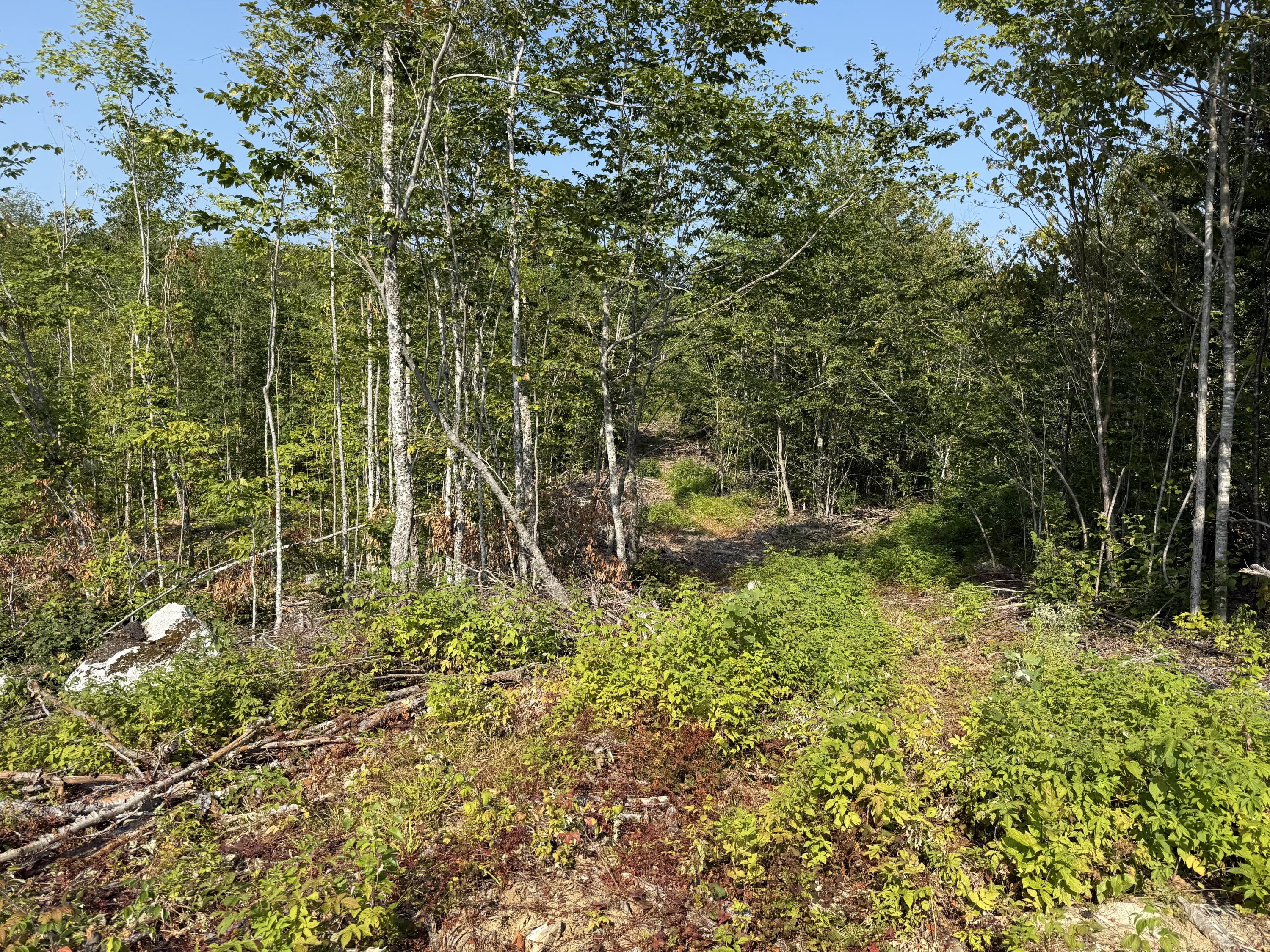 Tbd Tbd Oak Mt Road Springfield, ME 04487 - Photo 4 of 9 IMG_8573