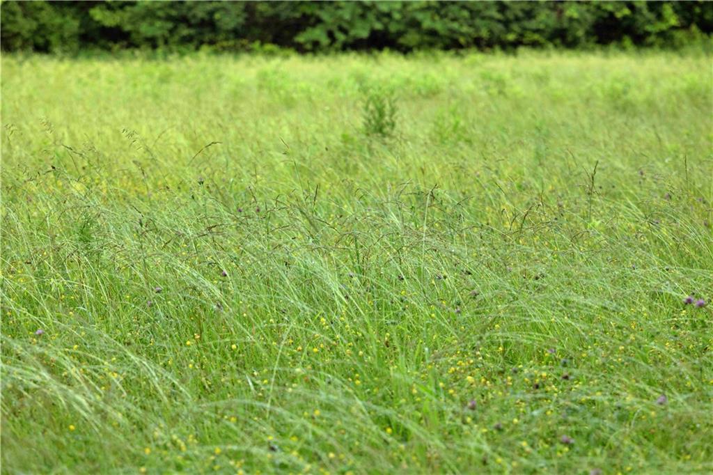 Wilderness Camp Road Lawson, MO 64062 - Photo 21 of 90