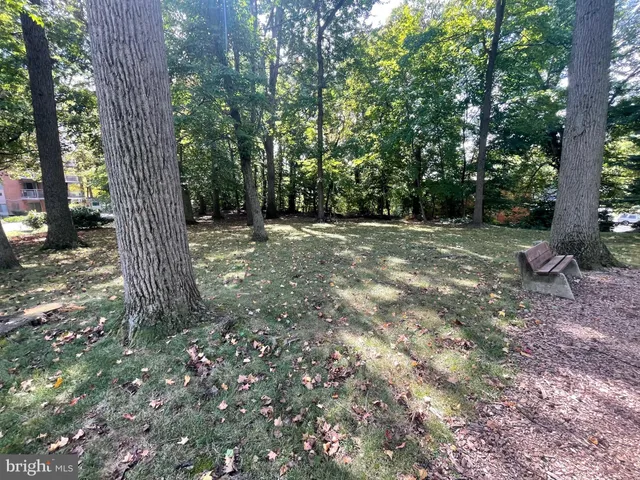 a view of a tree in the middle of a forest