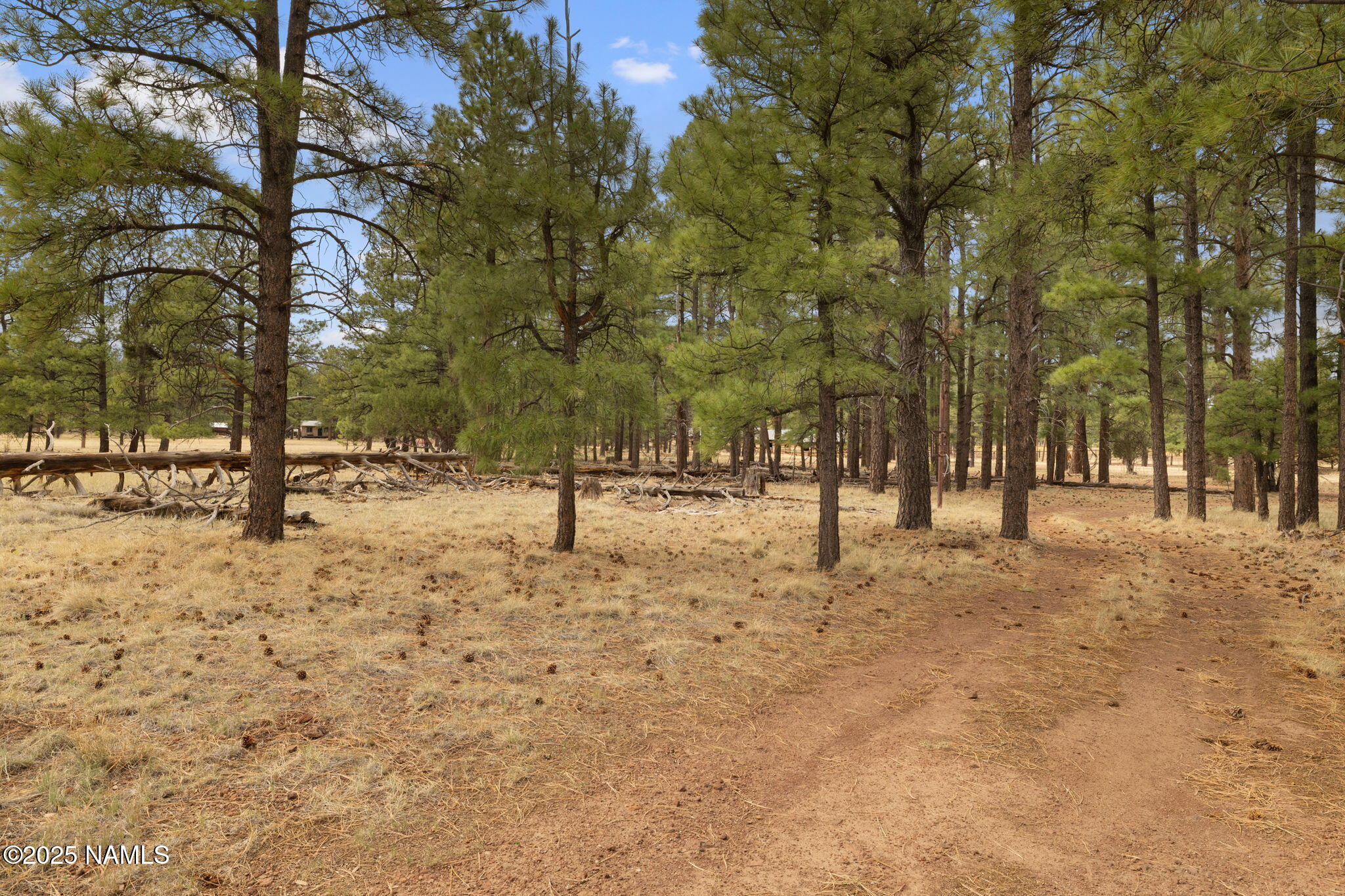 630 Cooper Ranch Road Williams, AZ 86046 - Photo 22 of 33 a view of road with trees
