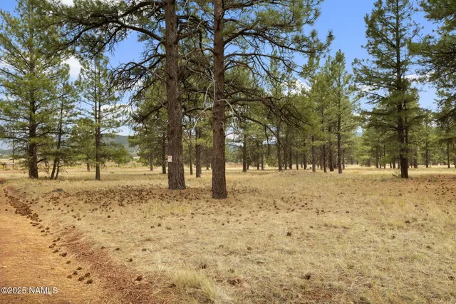 a view of road and trees