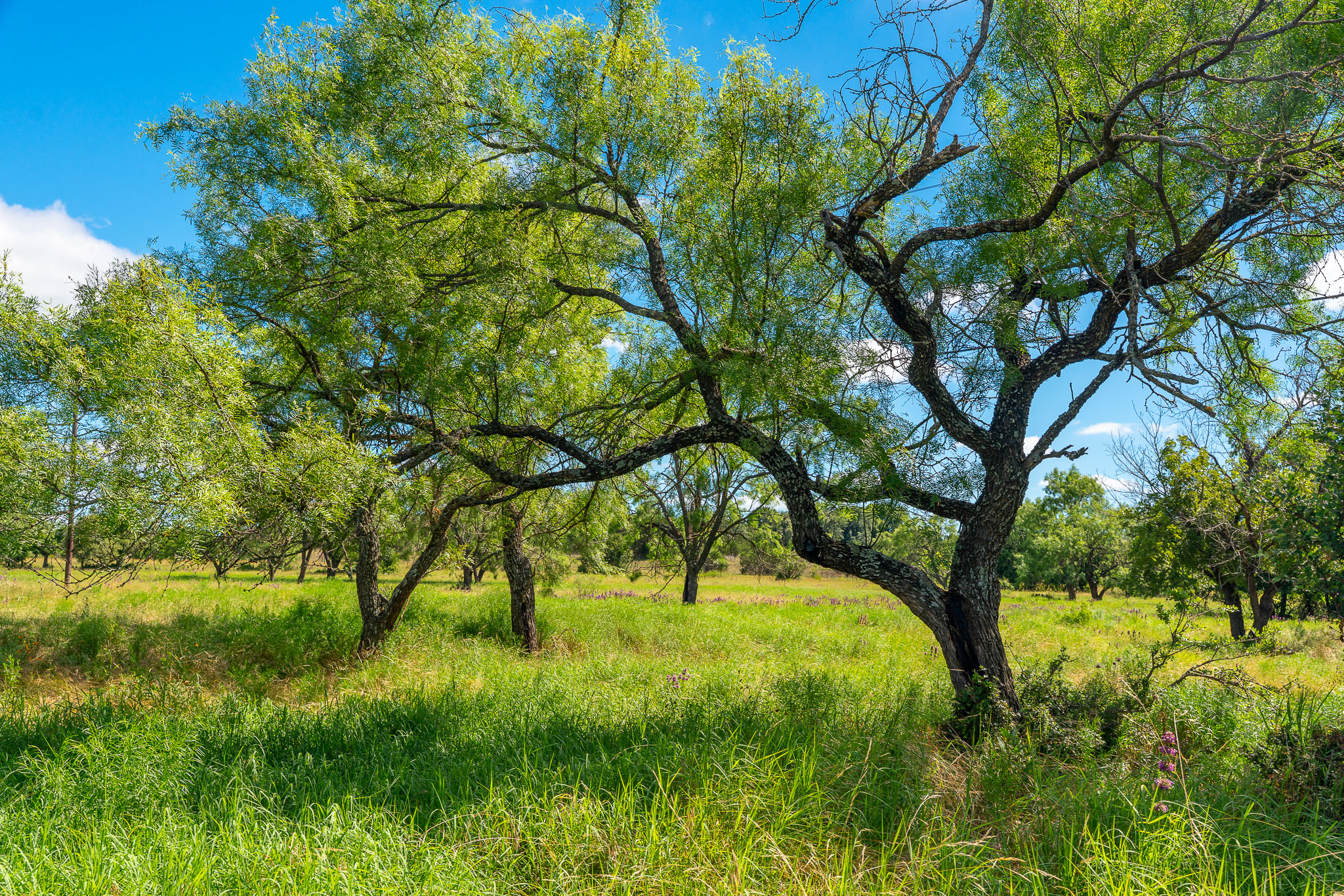 8044 580th Street East Kempner, TX 76539 - Photo 10 of 40 A verdant, open field with mature trees under a brilliant blue sky offers serene natural beauty.