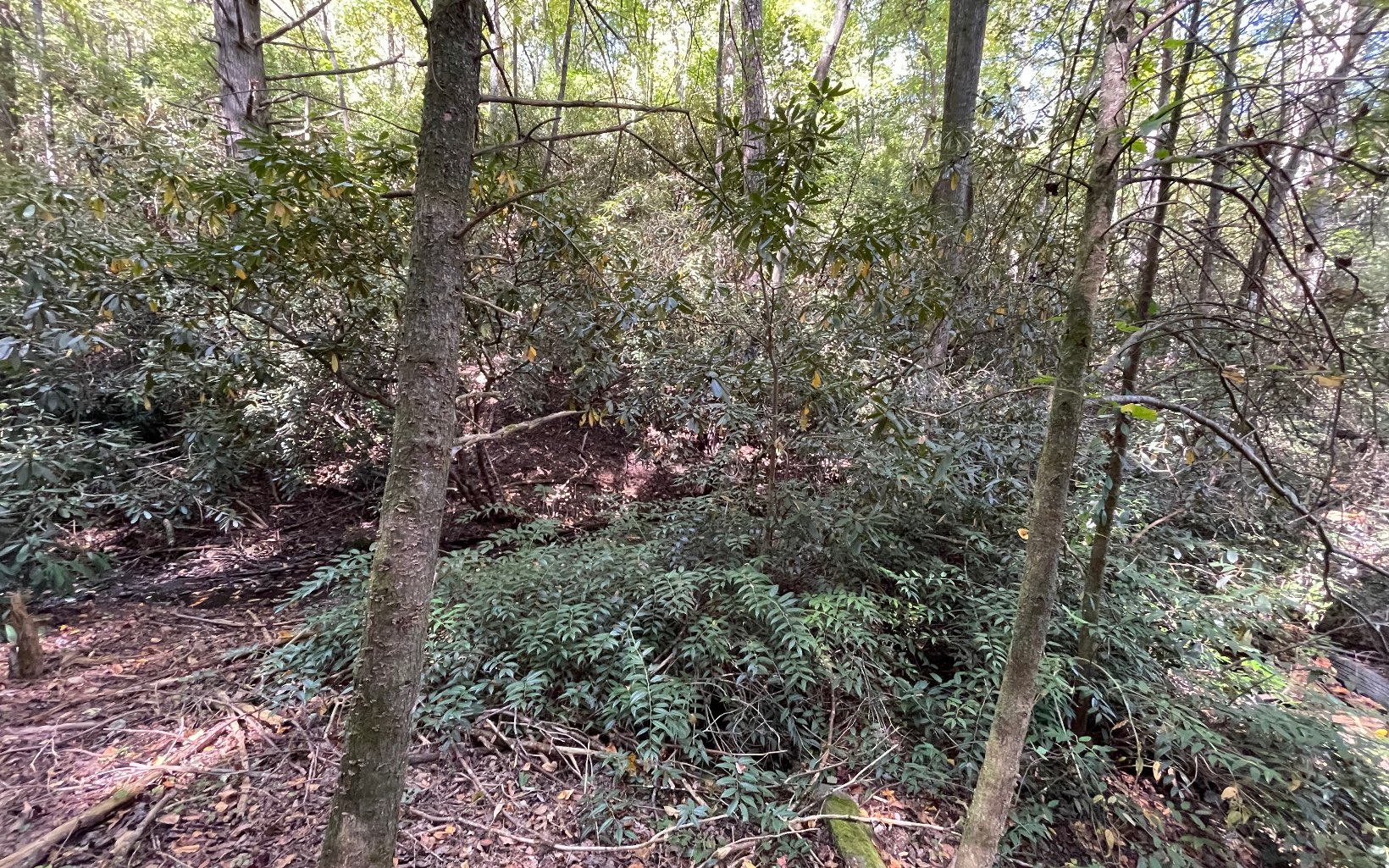 613 Farner Road Farner, TN 37333 - Photo 11 of 45 a view of a forest with lots of trees