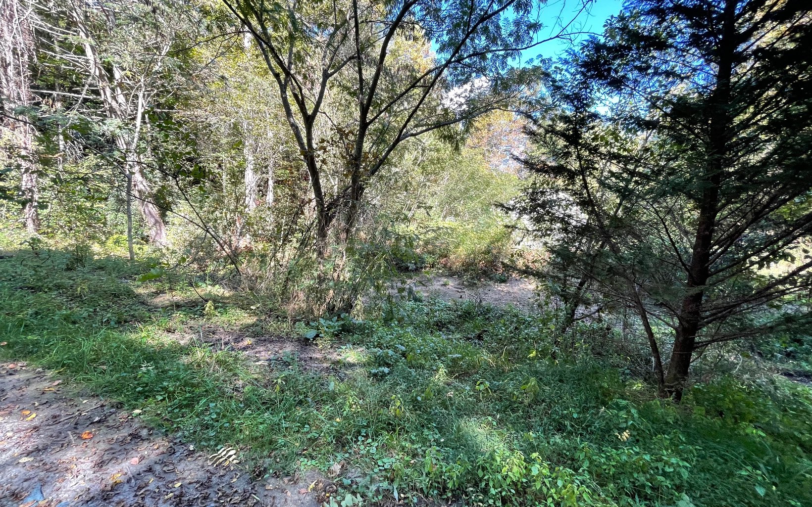 613 Farner Road Farner, TN 37333 - Photo 18 of 45 a view of a forest with lots of trees