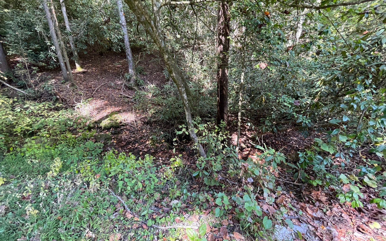 613 Farner Road Farner, TN 37333 - Photo 5 of 45 a view of a forest with a tree