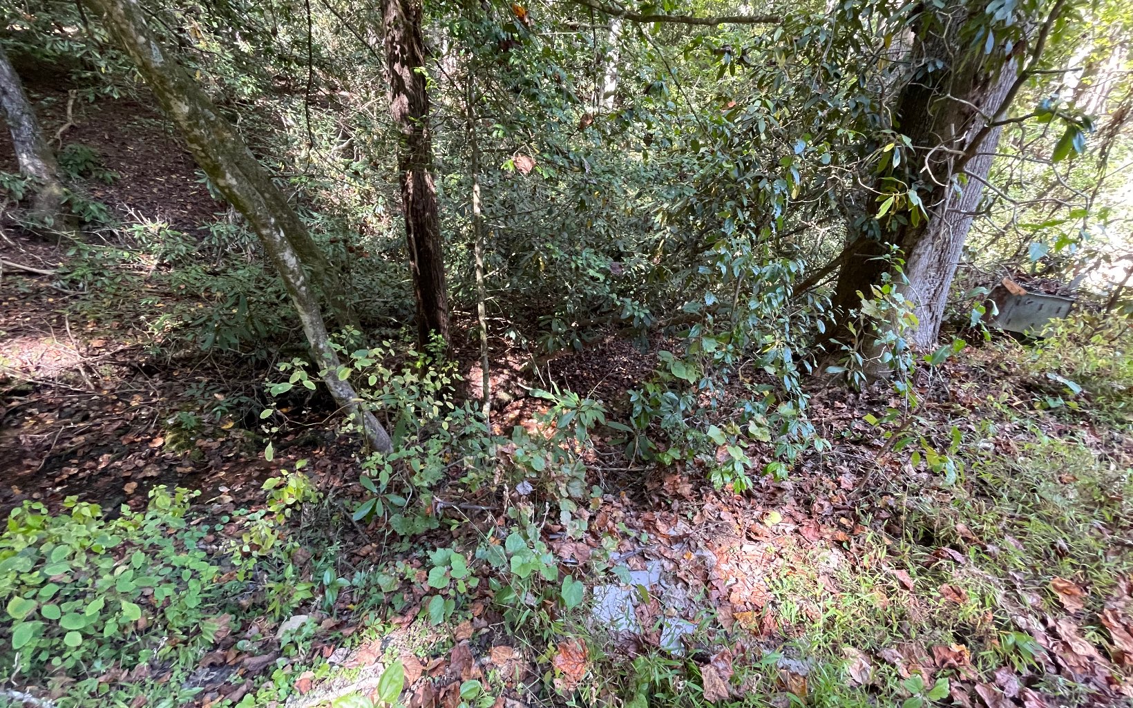 613 Farner Road Farner, TN 37333 - Photo 6 of 45 a view of a tree with a tree