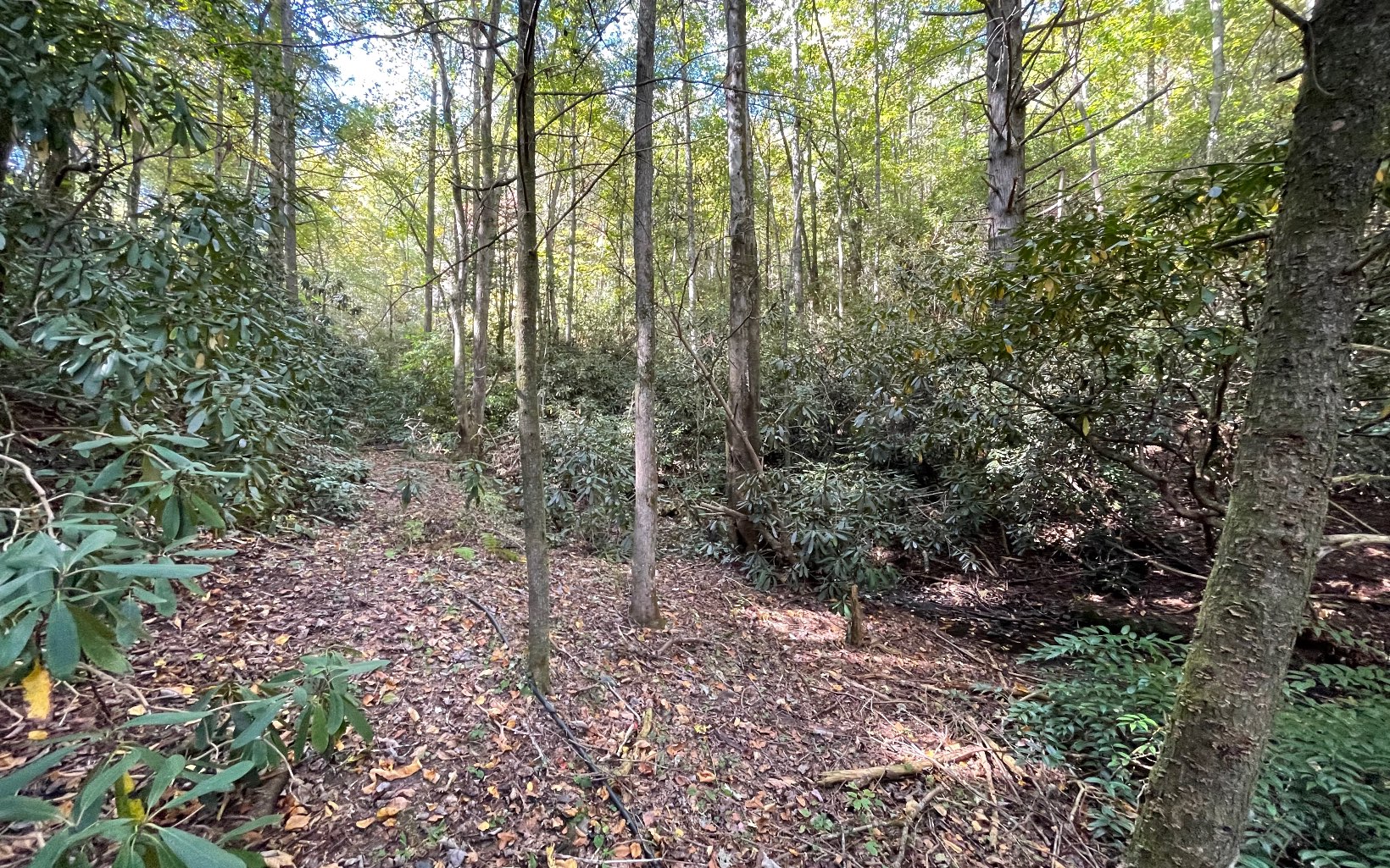 613 Farner Road Farner, TN 37333 - Photo 9 of 45 a view of a forest with trees in the background