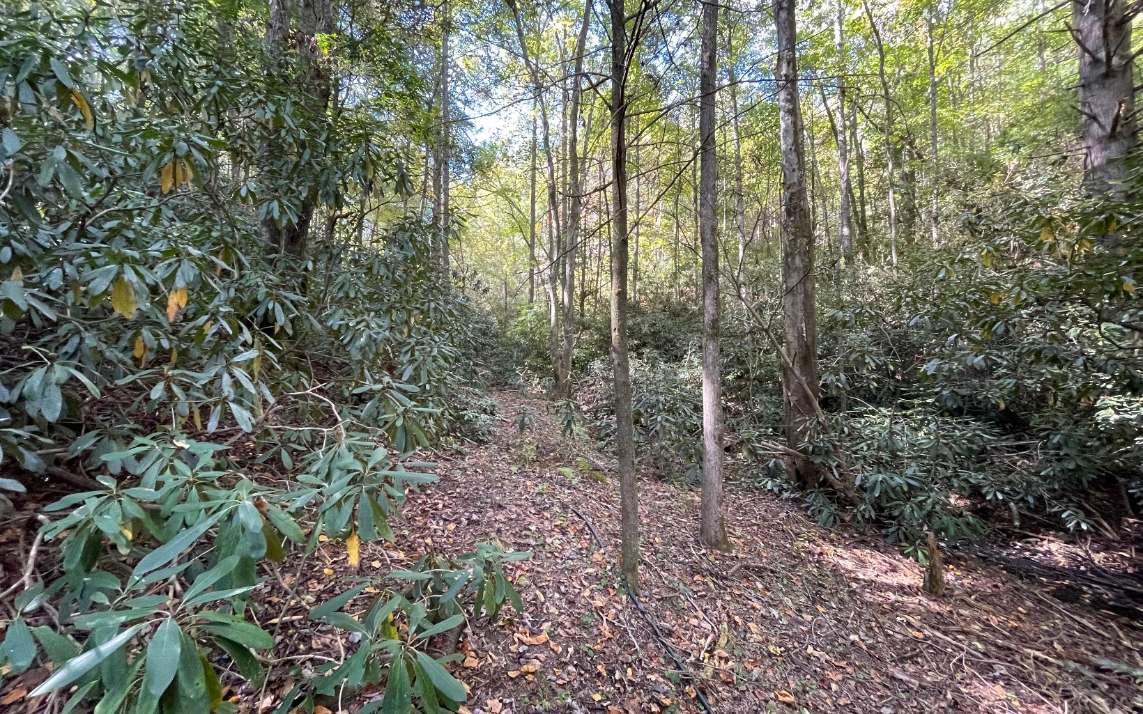 613 Farner Road Farner, TN 37333 - Photo 10 of 45 a view of a forest with trees