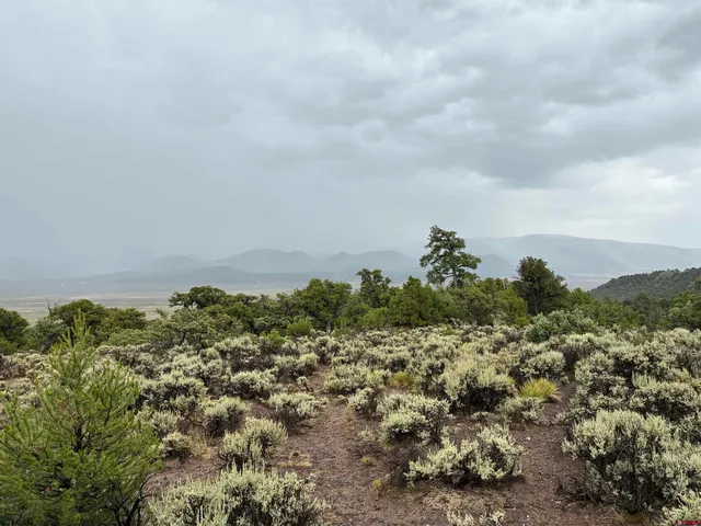 a view of a dry yard with trees