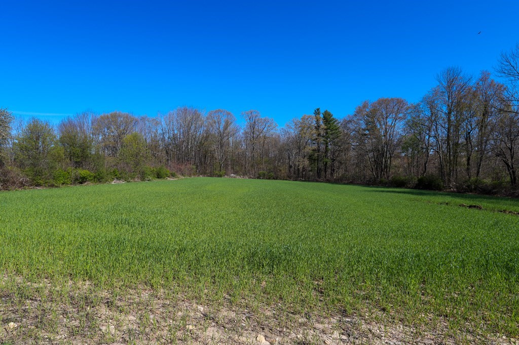 Lot 197 Stowell Road Ashburnham, MA 01430 - Photo 42 of 42 a view of a yard with a tree
