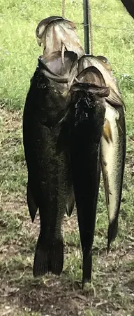 a view of grassy field with trees