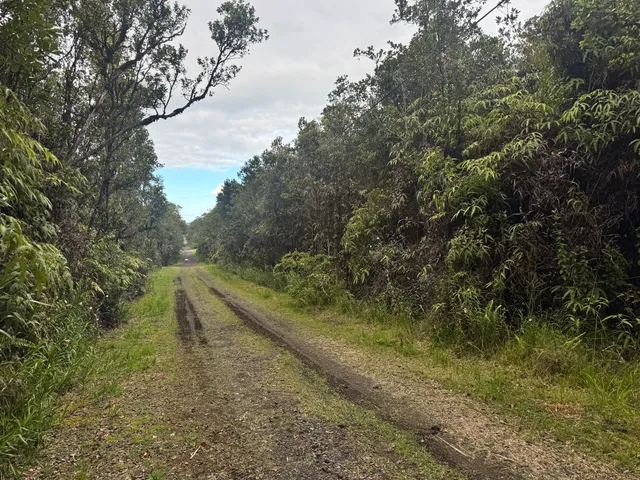a view of a forest with a tree