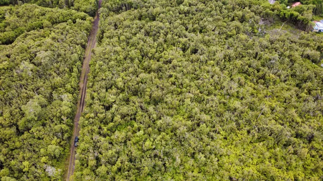 a view of a lush green yard