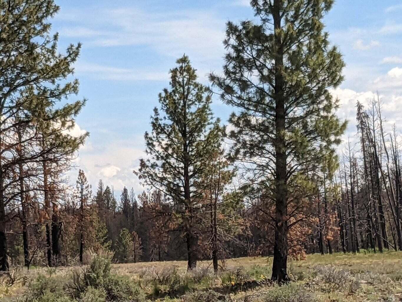 0 Bull Pine Road Bly, OR 97622 - Photo 2 of 6 2