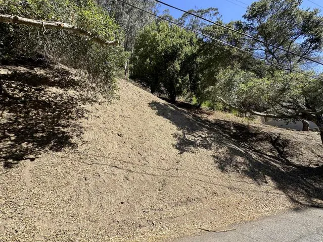 a view of a forest with a tree