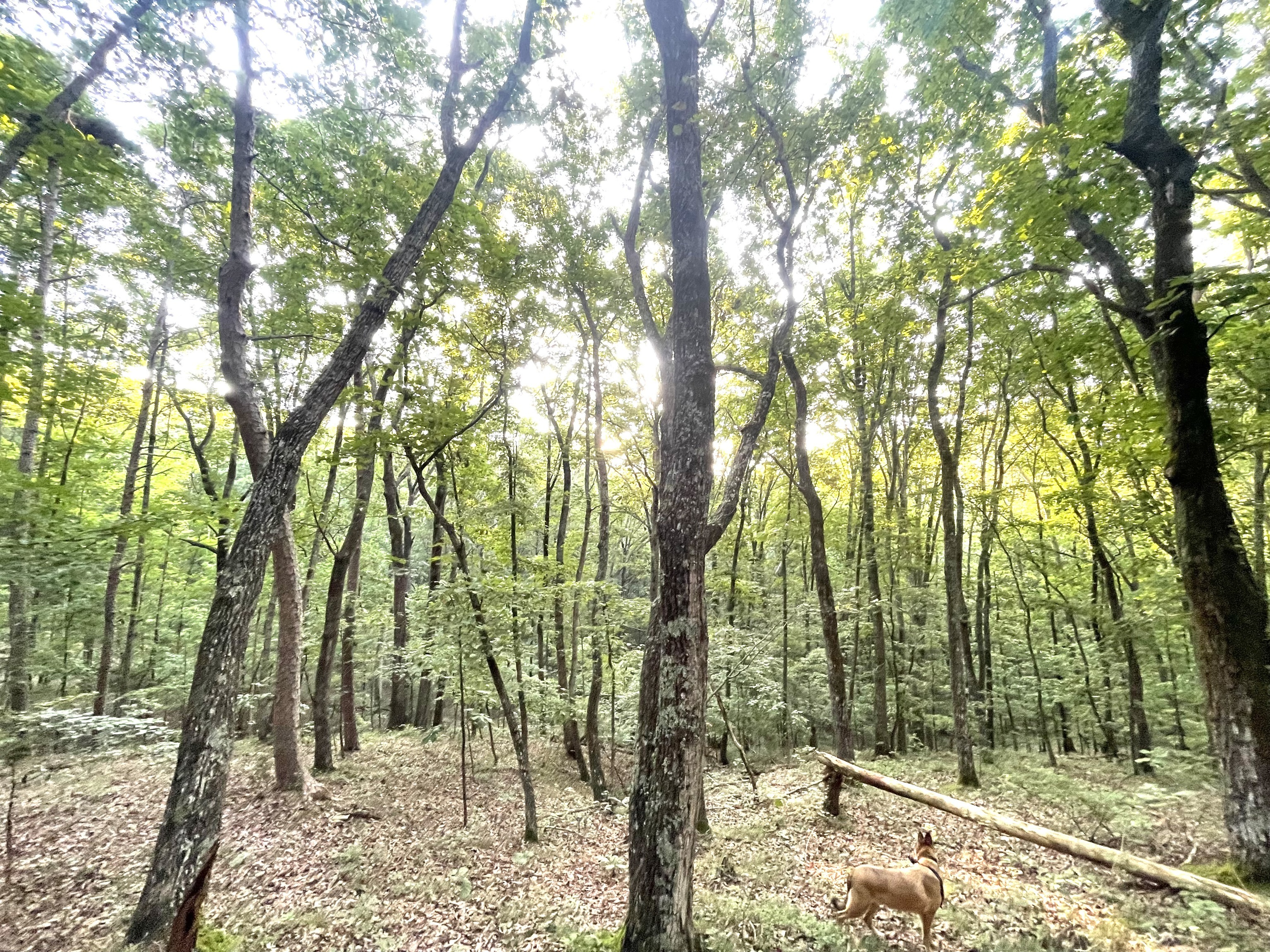 715 Railey Ridge Ranger, GA 30734 - Photo 2 of 33 a view of forest