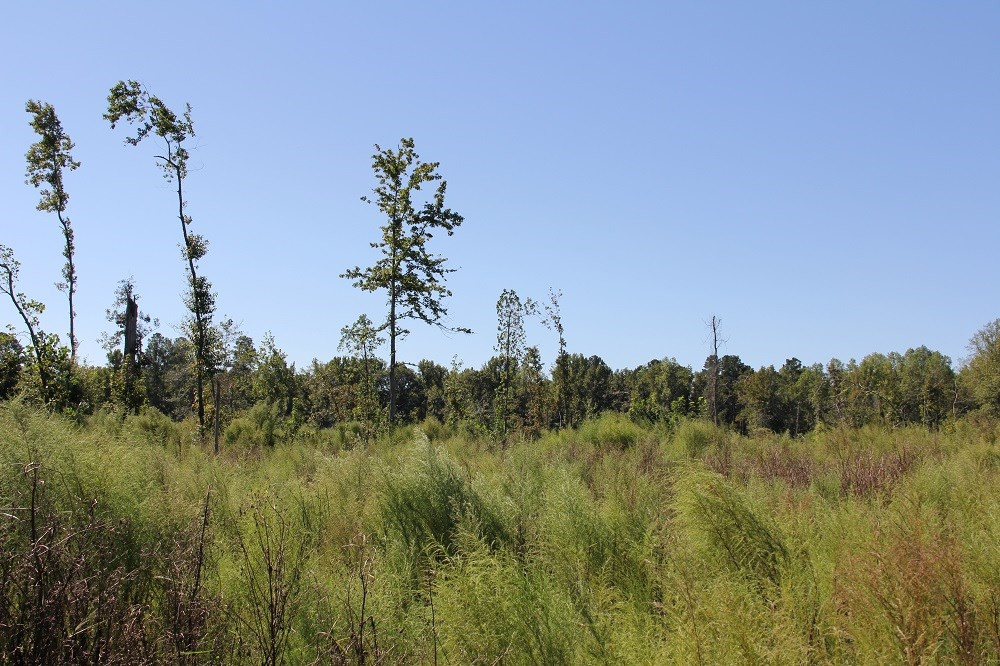 Fogle Pond Road Cope, SC 29038 - Photo 6 of 9 Photo 6