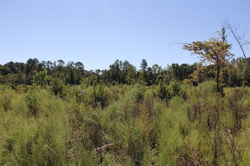 Fogle Pond Road Cope, SC 29038 - Photo 8 of 9 Photo 8