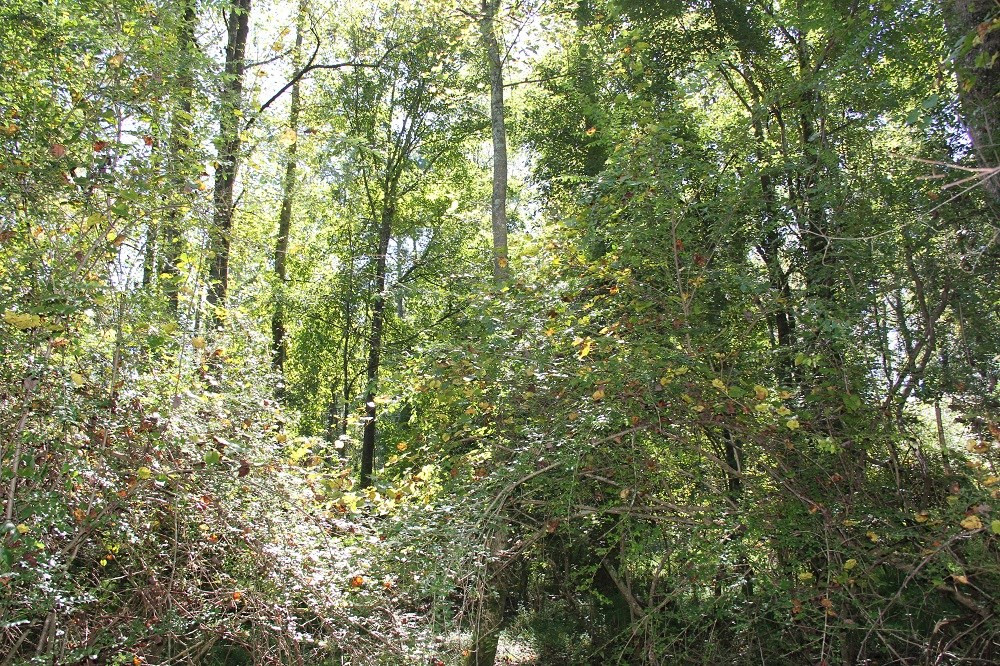 Fogle Pond Road Cope, SC 29038 - Photo 9 of 9 Photo 9