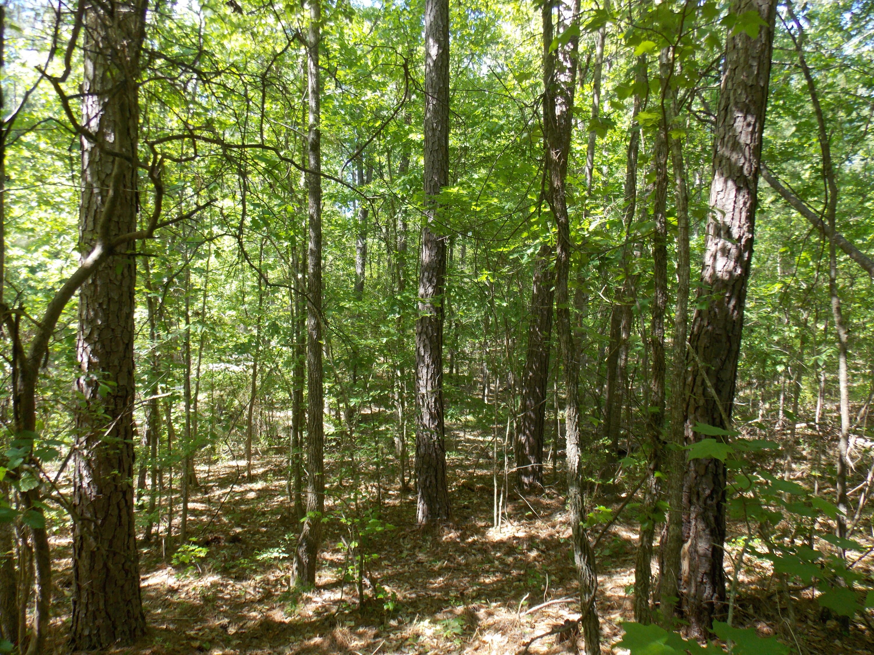 12 Doe Run Tignall, GA 30668 - Photo 3 of 3 DSCN3089