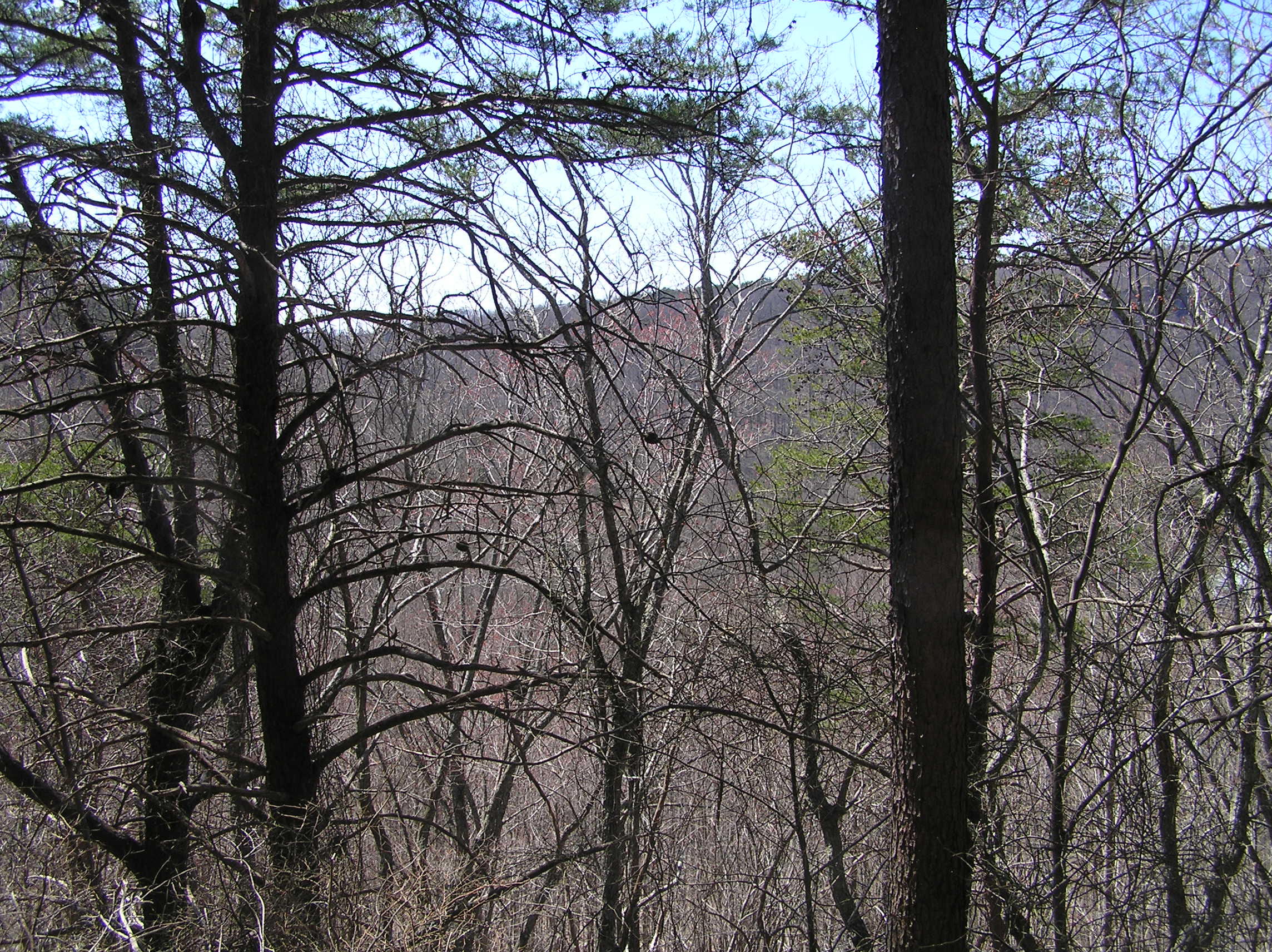 525 Green Road Graysville, TN 37338 - Photo 14 of 18 bro 039