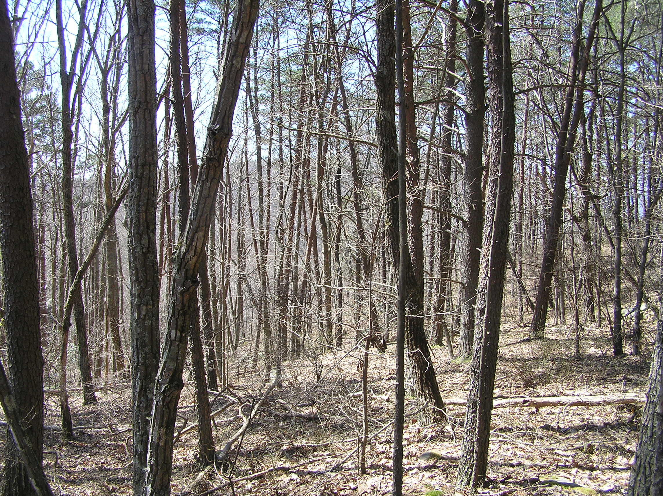 525 Green Road Graysville, TN 37338 - Photo 8 of 18 bro 033