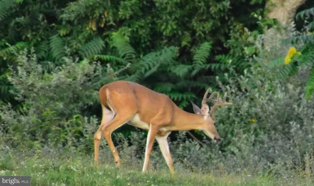 a view of a yard in a forest