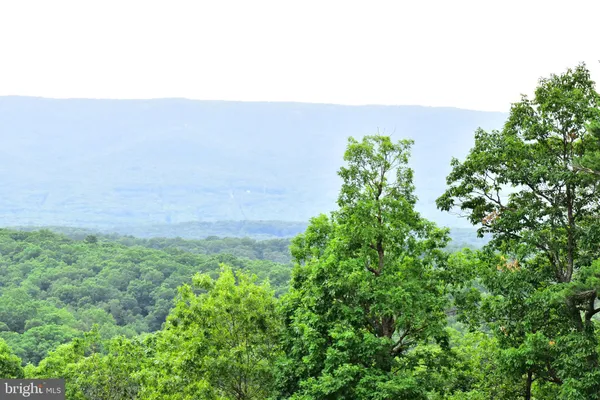 a view of a big yard with plants and large trees