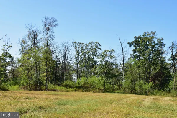 a view of a bunch of trees in the background