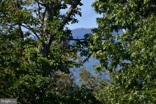 a view of a forest with a tree