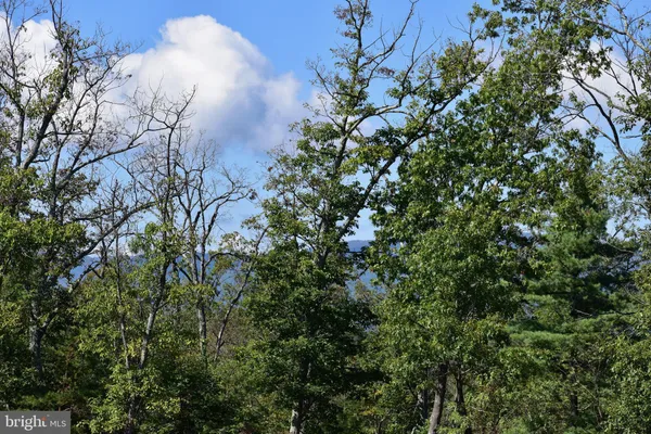 a view of a yard with an trees