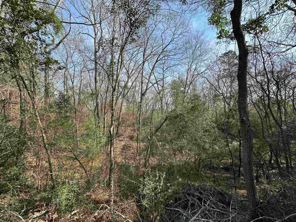 a view of a forest filled with trees