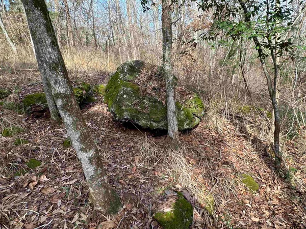 a view of a forest