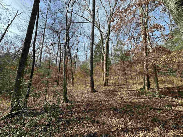 a view of a forest with trees in the background