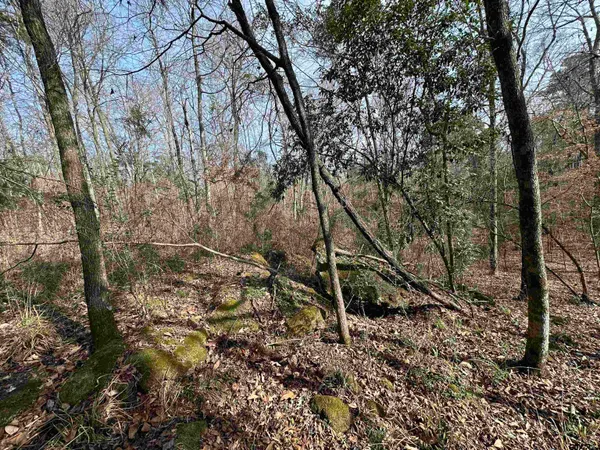 a view of a backyard with a large tree