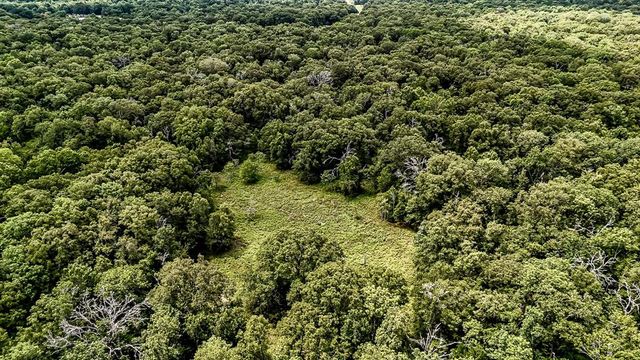 view of a lush green forest
