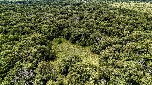 view of a lush green forest
