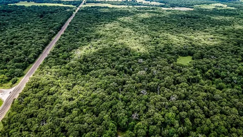 a view of a lush green forest