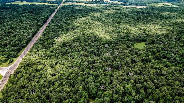 a view of a lush green forest