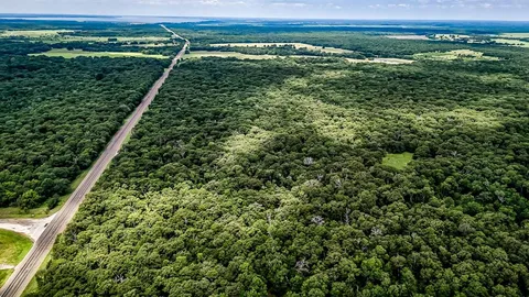 a view of a lush green forest
