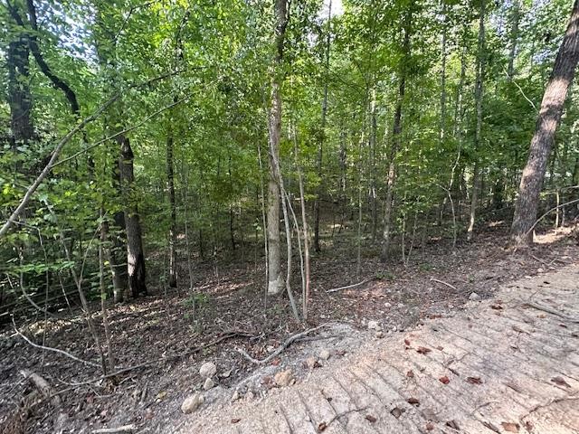 6 Sales Landing Road Camden, TN 38320 - Photo 13 of 39 a view of a forest filled with trees