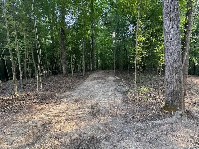 a view of a forest with trees in the background