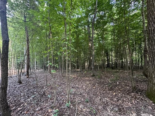 6 Sales Landing Road Camden, TN 38320 - Photo 26 of 39 a view of a yard with lots of trees