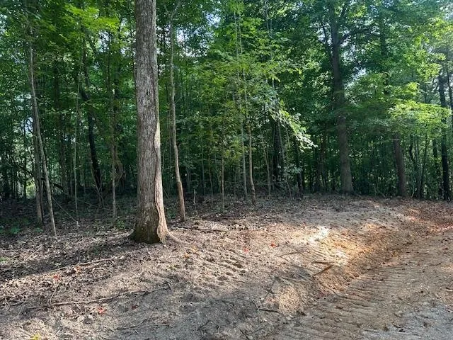 a view of a forest with trees in front of it