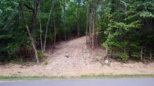 a view of a forest filled with trees
