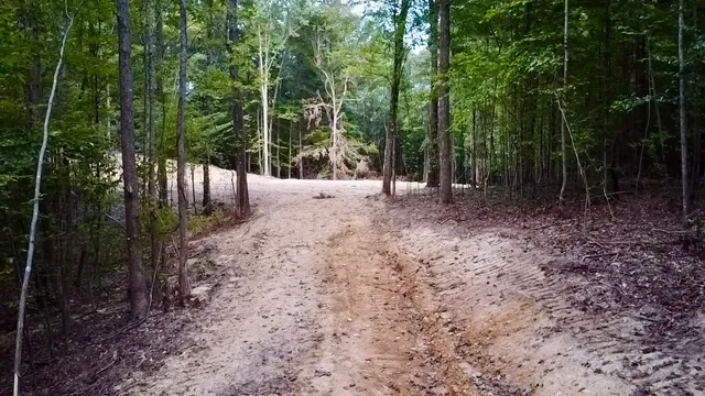 a view of a forest with trees in the background