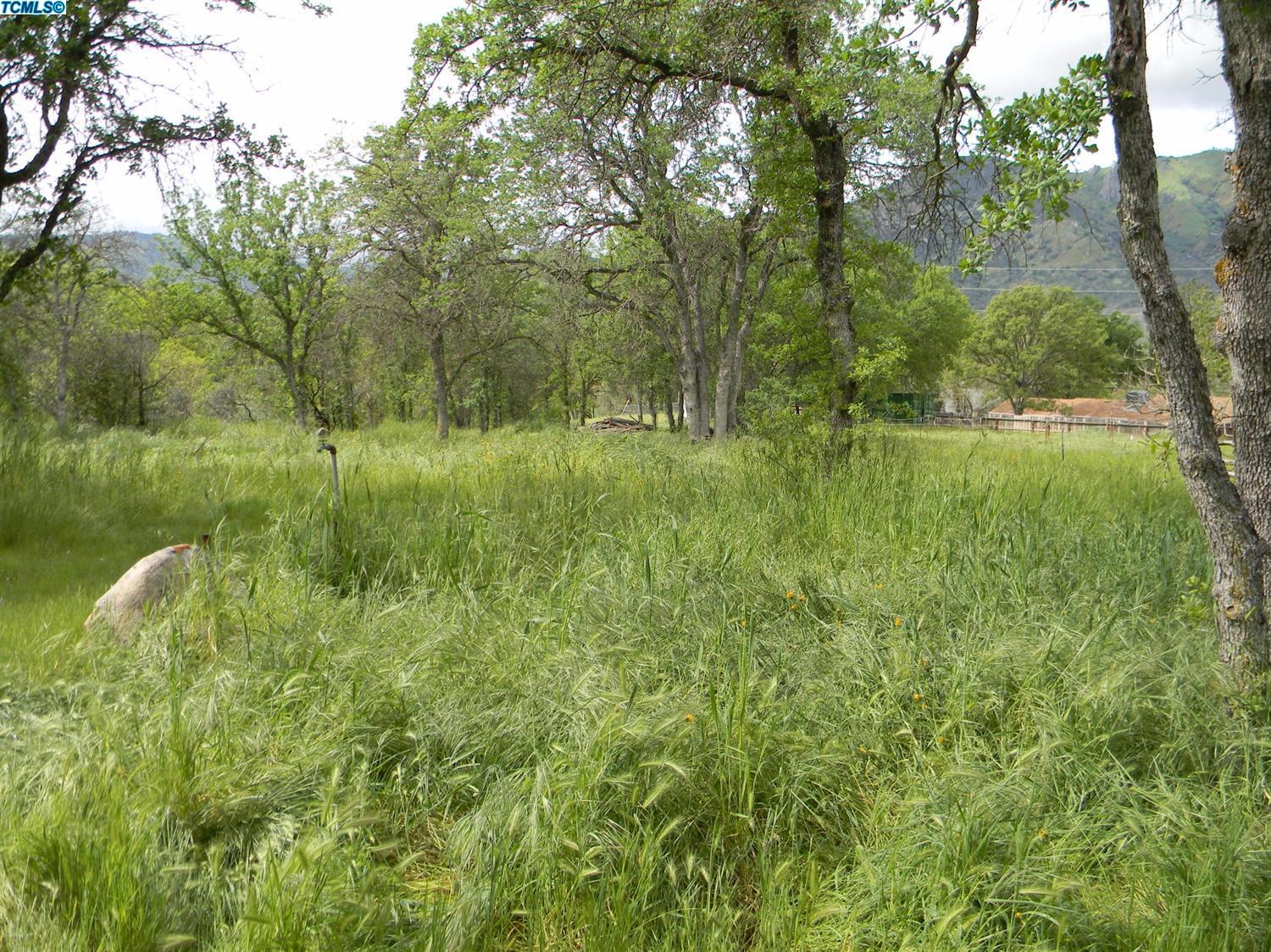 43554 Skyline Drive Three Rivers, CA 93271 - Photo 14 of 16 a view of a lush green space