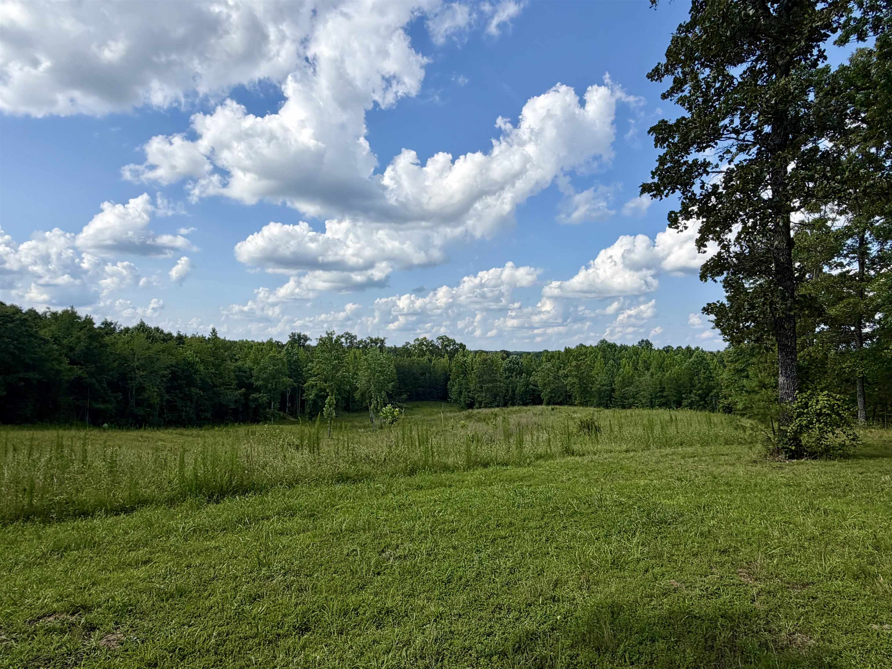 373 Clarence Barham Road Bethel Springs, TN 38315 - Photo 27 of 28 Expansive grassy field with a backdrop of dense trees under a partly cloudy sky