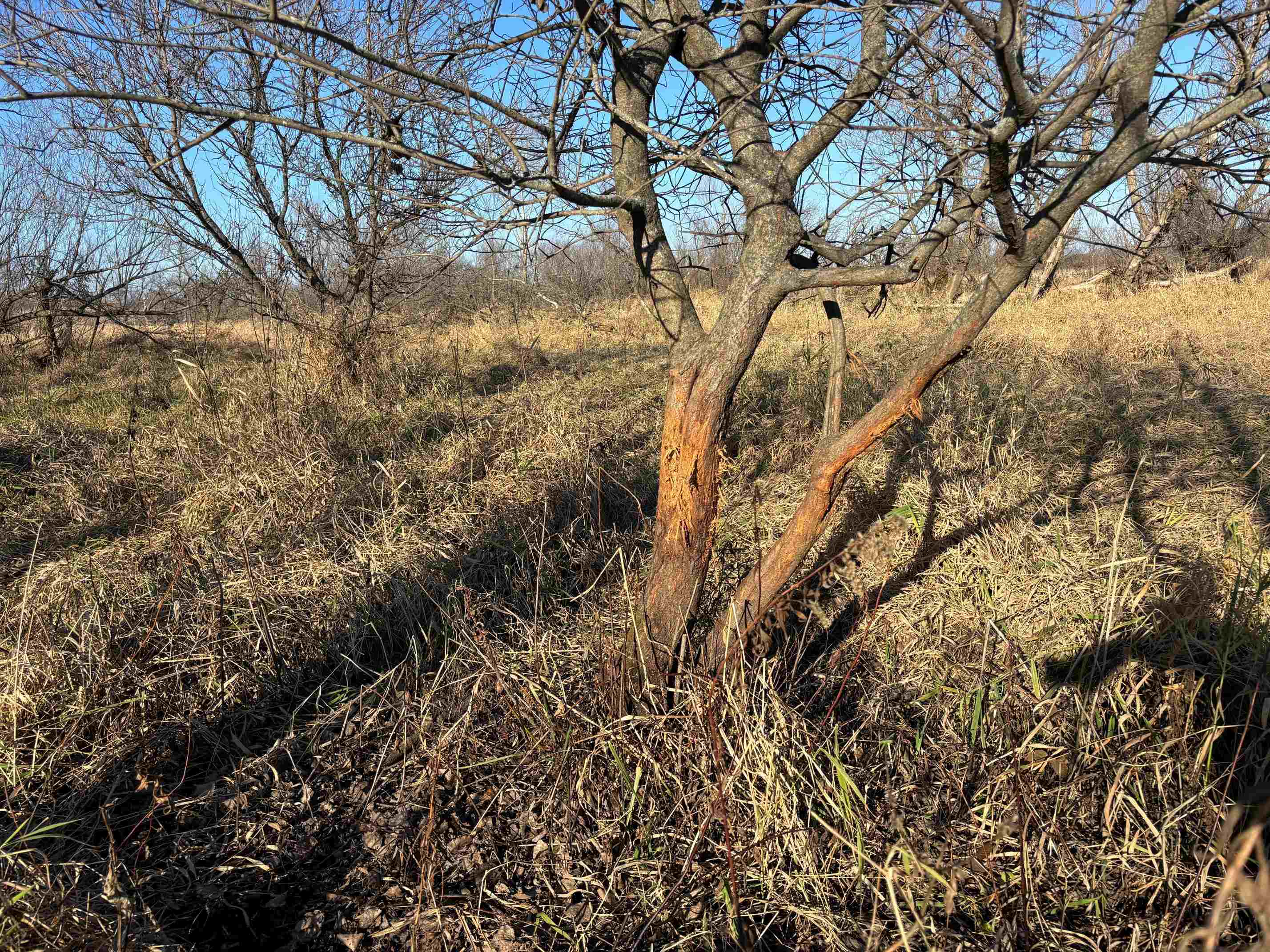 County Road North Argyle, WI 53504 - Photo 15 of 45