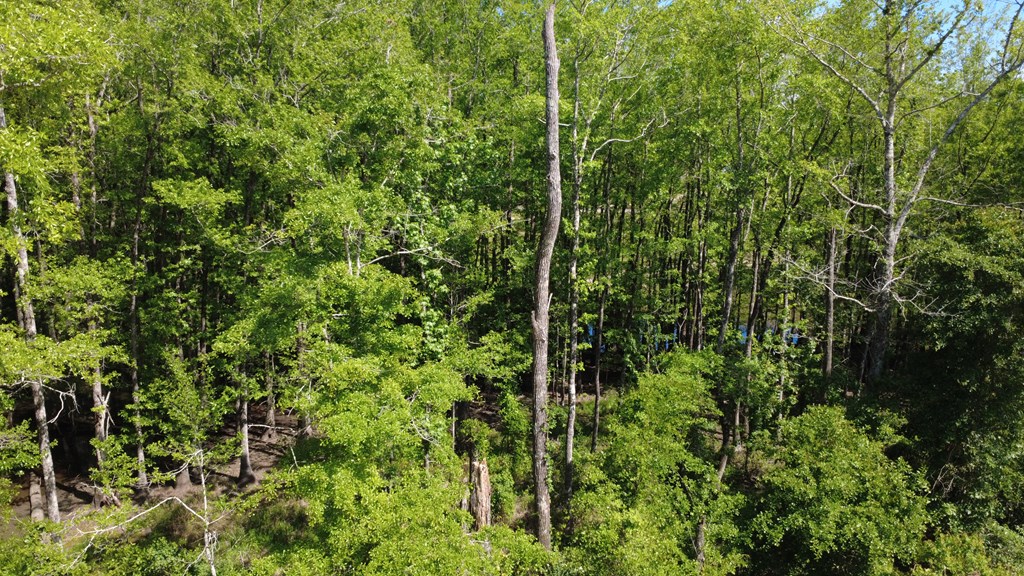 Lot 3 County Road Slocomb, AL 36375 - Photo 15 of 18